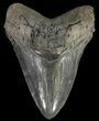 Serrated, Fossil Megalodon Tooth - Huge Tooth! #69252-1